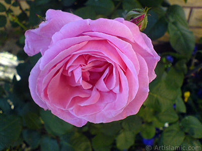 Pink rose photo. <i>(Family: Rosaceae, Species: Rosa)</i> <br>Photo Date: May 2008, Location: Turkey/Istanbul, By: Artislamic.com