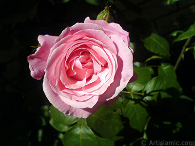 Pink rose photo. <i>(Family: Rosaceae, Species: Rosa)</i> <br>Photo Date: May 2008, Location: Turkey/Istanbul, By: Artislamic.com