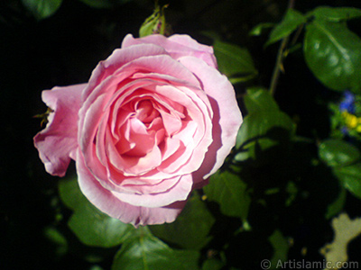 Pink rose photo. <i>(Family: Rosaceae, Species: Rosa)</i> <br>Photo Date: May 2008, Location: Turkey/Istanbul, By: Artislamic.com