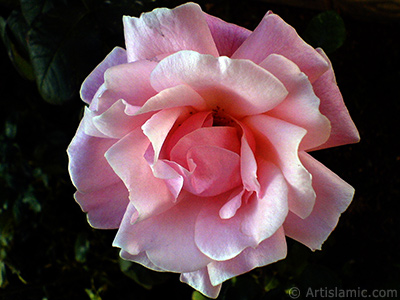 Pink rose photo. <i>(Family: Rosaceae, Species: Rosa)</i> <br>Photo Date: December 2008, Location: Turkey/Istanbul, By: Artislamic.com