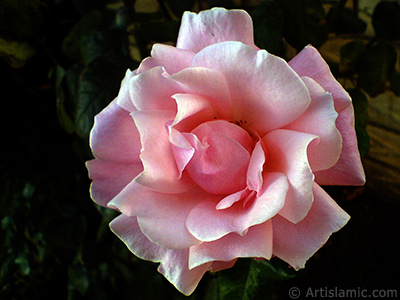 Pink rose photo. <i>(Family: Rosaceae, Species: Rosa)</i> <br>Photo Date: December 2008, Location: Turkey/Istanbul, By: Artislamic.com