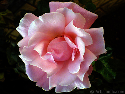 Pink rose photo. <i>(Family: Rosaceae, Species: Rosa)</i> <br>Photo Date: December 2008, Location: Turkey/Istanbul, By: Artislamic.com