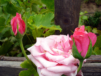 Pink rose photo. <i>(Family: Rosaceae, Species: Rosa)</i> <br>Photo Date: August 2008, Location: Turkey/Yalova-Termal, By: Artislamic.com