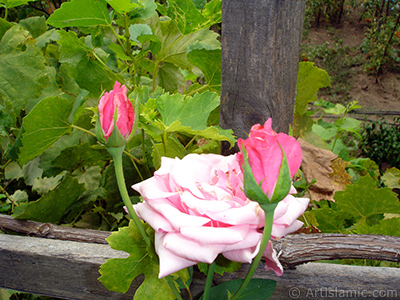 Pink rose photo. <i>(Family: Rosaceae, Species: Rosa)</i> <br>Photo Date: August 2008, Location: Turkey/Yalova-Termal, By: Artislamic.com