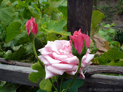 Pembe gl resmi. <i>(Ailesi: Rosaceae, Tr: Rosa)</i> <br>ekim Tarihi: Austos 2008, Yer: Yalova-Termal, Fotoraf: islamiSanat.net