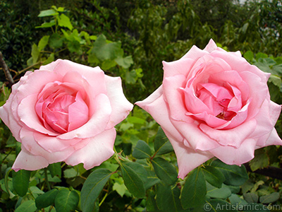 Pink rose photo. <i>(Family: Rosaceae, Species: Rosa)</i> <br>Photo Date: August 2008, Location: Turkey/Yalova-Termal, By: Artislamic.com