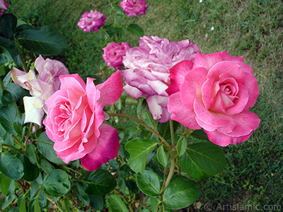 Pink rose photo. <i>(Family: Rosaceae, Species: Rosa)</i> <br>Photo Date: August 2008, Location: Turkey/Yalova-Termal, By: Artislamic.com