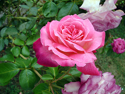 Pink rose photo. <i>(Family: Rosaceae, Species: Rosa)</i> <br>Photo Date: August 2008, Location: Turkey/Yalova-Termal, By: Artislamic.com