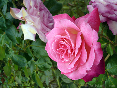 Pink rose photo. <i>(Family: Rosaceae, Species: Rosa)</i> <br>Photo Date: August 2008, Location: Turkey/Yalova-Termal, By: Artislamic.com