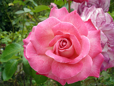 Pink rose photo. <i>(Family: Rosaceae, Species: Rosa)</i> <br>Photo Date: August 2008, Location: Turkey/Yalova-Termal, By: Artislamic.com