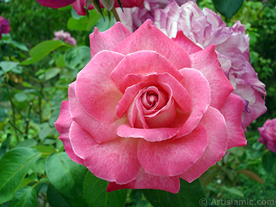 Pink rose photo. <i>(Family: Rosaceae, Species: Rosa)</i> <br>Photo Date: August 2008, Location: Turkey/Yalova-Termal, By: Artislamic.com