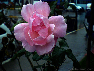 Pink rose photo. <i>(Family: Rosaceae, Species: Rosa)</i> <br>Photo Date: November 2009, Location: Turkey/Istanbul, By: Artislamic.com