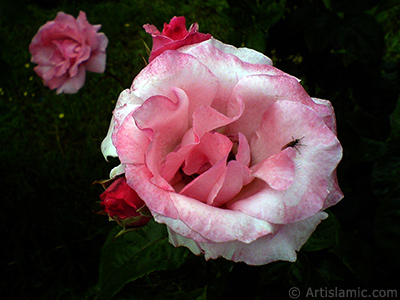 Pink rose photo. <i>(Family: Rosaceae, Species: Rosa)</i> <br>Photo Date: May 2007, Location: Turkey/Tekirdag, By: Artislamic.com