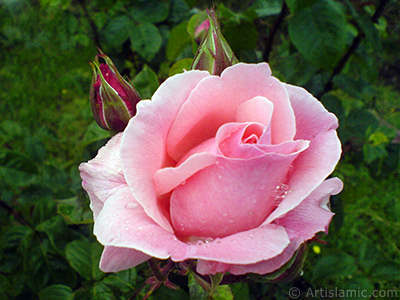 Pink rose photo. <i>(Family: Rosaceae, Species: Rosa)</i> <br>Photo Date: May 2007, Location: Turkey/Tekirdag, By: Artislamic.com