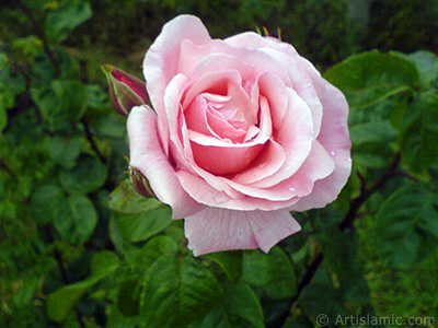 Pink rose photo. <i>(Family: Rosaceae, Species: Rosa)</i> <br>Photo Date: May 2007, Location: Turkey/Tekirdag, By: Artislamic.com