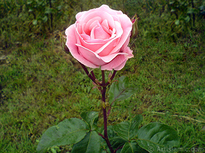 Pembe gl ve yeni aan tomurcuklarn resmi. <i>(Ailesi: Rosaceae, Tr: Rosa)</i> <br>ekim Tarihi: Mays 2007, Yer: Tekirda, Fotoraf: islamiSanat.net