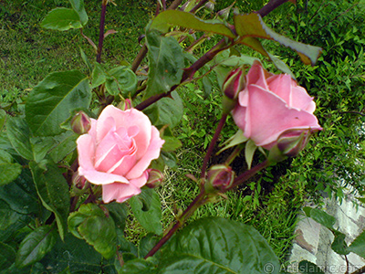 Pink rose photo. <i>(Family: Rosaceae, Species: Rosa)</i> <br>Photo Date: May 2007, Location: Turkey/Tekirdag, By: Artislamic.com