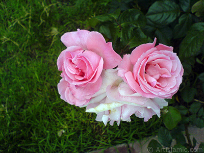 Pink rose photo. <i>(Family: Rosaceae, Species: Rosa)</i> <br>Photo Date: May 2007, Location: Turkey/Tekirdag, By: Artislamic.com