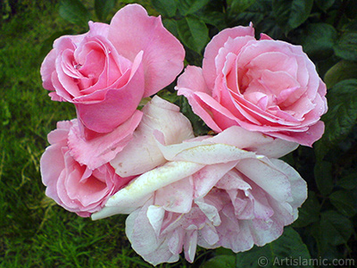 Pink rose photo. <i>(Family: Rosaceae, Species: Rosa)</i> <br>Photo Date: May 2007, Location: Turkey/Tekirdag, By: Artislamic.com