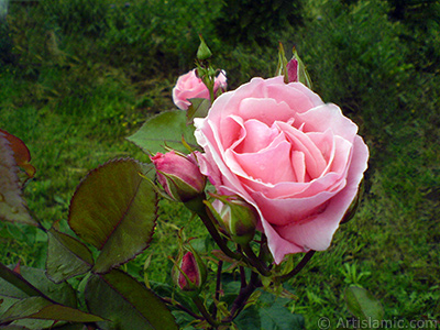 Yediveren pembe gl ve tomurcuklarnn resmi. <i>(Ailesi: Rosaceae, Tr: Rosa)</i> <br>ekim Tarihi: Mays 2007, Yer: Tekirda, Fotoraf: islamiSanat.net