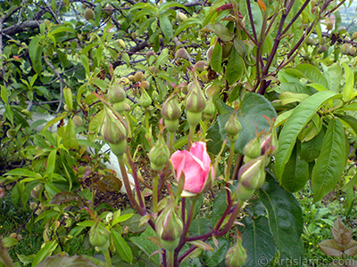 Pink rose photo. <i>(Family: Rosaceae, Species: Rosa)</i> <br>Photo Date: May 2007, Location: Turkey/Tekirdag, By: Artislamic.com