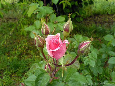 Pink rose photo. <i>(Family: Rosaceae, Species: Rosa)</i> <br>Photo Date: May 2007, Location: Turkey/Tekirdag, By: Artislamic.com