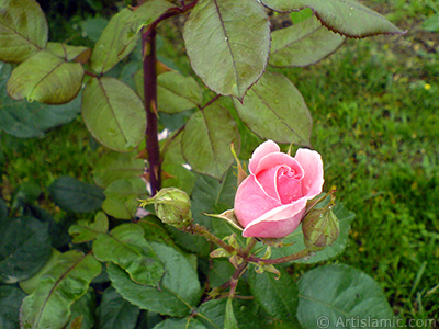 Yeni aan pembe gl ve tomurcuklarn resmi. <i>(Ailesi: Rosaceae, Tr: Rosa)</i> <br>ekim Tarihi: Mays 2007, Yer: Tekirda, Fotoraf: islamiSanat.net