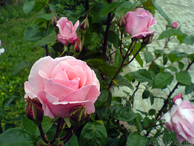 Pink rose photo. <i>(Family: Rosaceae, Species: Rosa)</i> <br>Photo Date: May 2007, Location: Turkey/Tekirdag, By: Artislamic.com