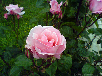 Pink rose photo. <i>(Family: Rosaceae, Species: Rosa)</i> <br>Photo Date: May 2007, Location: Turkey/Tekirdag, By: Artislamic.com