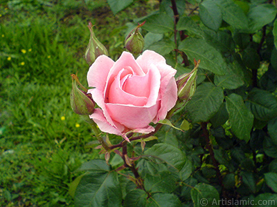 Pink rose photo. <i>(Family: Rosaceae, Species: Rosa)</i> <br>Photo Date: May 2007, Location: Turkey/Tekirdag, By: Artislamic.com