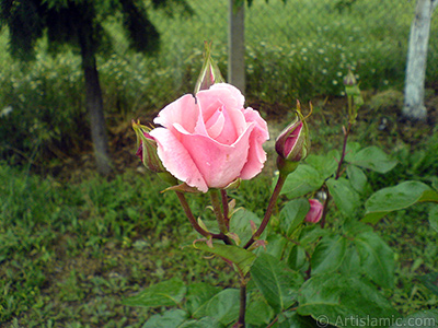 Pembe gl ve tomurcuklarnn resmi. <i>(Ailesi: Rosaceae, Tr: Rosa)</i> <br>ekim Tarihi: Mays 2007, Yer: Tekirda, Fotoraf: islamiSanat.net