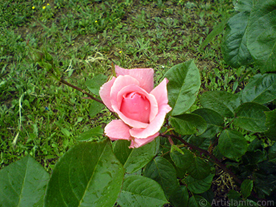 Pembe gl resmi. <i>(Ailesi: Rosaceae, Tr: Rosa)</i> <br>ekim Tarihi: Mays 2007, Yer: Tekirda, Fotoraf: islamiSanat.net