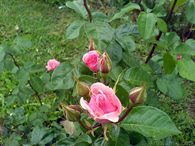 Pembe gl ve tomurcuklarnn resmi. <i>(Ailesi: Rosaceae, Tr: Rosa)</i> <br>ekim Tarihi: Mays 2007, Yer: Tekirda, Fotoraf: islamiSanat.net