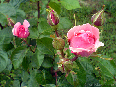 Pembe gller ve yeni aan tomurcuklarnn resmi. <i>(Ailesi: Rosaceae, Tr: Rosa)</i> <br>ekim Tarihi: Mays 2007, Yer: Tekirda, Fotoraf: islamiSanat.net