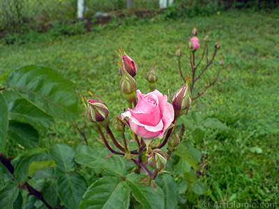 Pink rose photo. <i>(Family: Rosaceae, Species: Rosa)</i> <br>Photo Date: May 2007, Location: Turkey/Tekirdag, By: Artislamic.com