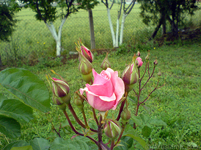 Yeni aan yediveren pembe gl ve tomurcuklarnn resmi. <i>(Ailesi: Rosaceae, Tr: Rosa)</i> <br>ekim Tarihi: Mays 2007, Yer: Tekirda, Fotoraf: islamiSanat.net