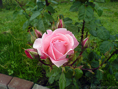 Yeni aan yediveren pembe gl ve tomurcuklarnn resmi. <i>(Ailesi: Rosaceae, Tr: Rosa)</i> <br>ekim Tarihi: Mays 2007, Yer: Tekirda, Fotoraf: islamiSanat.net