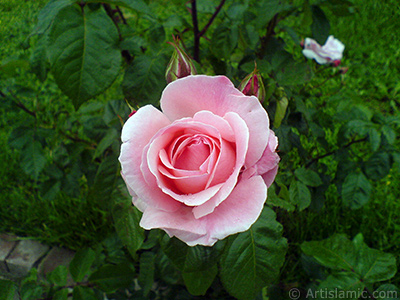 Pink rose photo. <i>(Family: Rosaceae, Species: Rosa)</i> <br>Photo Date: May 2007, Location: Turkey/Tekirdag, By: Artislamic.com