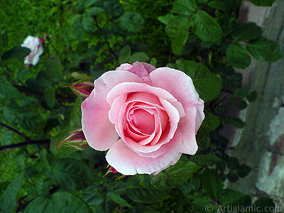 Pink rose photo. <i>(Family: Rosaceae, Species: Rosa)</i> <br>Photo Date: May 2007, Location: Turkey/Tekirdag, By: Artislamic.com