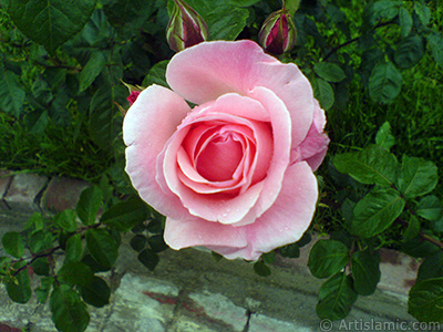 Pink rose photo. <i>(Family: Rosaceae, Species: Rosa)</i> <br>Photo Date: May 2007, Location: Turkey/Tekirdag, By: Artislamic.com