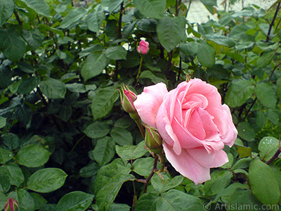 Pink rose photo. <i>(Family: Rosaceae, Species: Rosa)</i> <br>Photo Date: May 2007, Location: Turkey/Tekirdag, By: Artislamic.com