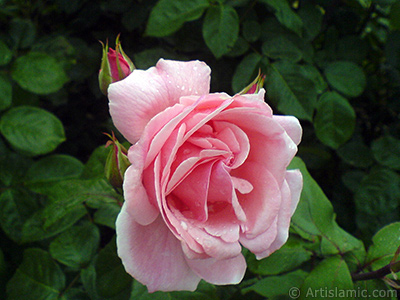 Pink rose photo. <i>(Family: Rosaceae, Species: Rosa)</i> <br>Photo Date: May 2007, Location: Turkey/Tekirdag, By: Artislamic.com