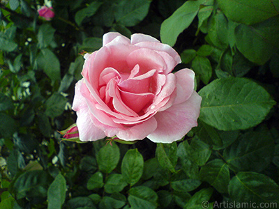 Pink rose photo. <i>(Family: Rosaceae, Species: Rosa)</i> <br>Photo Date: May 2007, Location: Turkey/Tekirdag, By: Artislamic.com