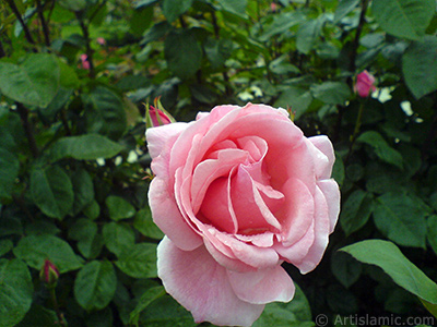 Pink rose photo. <i>(Family: Rosaceae, Species: Rosa)</i> <br>Photo Date: May 2007, Location: Turkey/Tekirdag, By: Artislamic.com