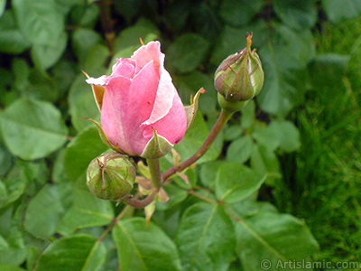 Pink rose photo. <i>(Family: Rosaceae, Species: Rosa)</i> <br>Photo Date: May 2007, Location: Turkey/Tekirdag, By: Artislamic.com