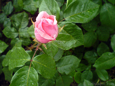 Pink rose photo. <i>(Family: Rosaceae, Species: Rosa)</i> <br>Photo Date: May 2007, Location: Turkey/Tekirdag, By: Artislamic.com