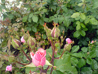 Yeni aan yediveren pembe gl ve tomurcuklarnn resmi. <i>(Ailesi: Rosaceae, Tr: Rosa)</i> <br>ekim Tarihi: Mays 2007, Yer: Tekirda, Fotoraf: islamiSanat.net