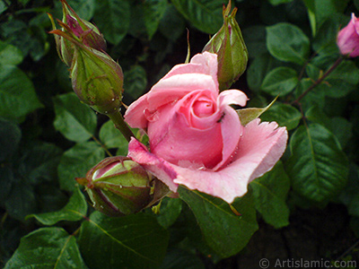 Pink rose photo. <i>(Family: Rosaceae, Species: Rosa)</i> <br>Photo Date: May 2007, Location: Turkey/Tekirdag, By: Artislamic.com