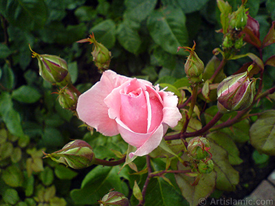 Pink rose photo. <i>(Family: Rosaceae, Species: Rosa)</i> <br>Photo Date: May 2007, Location: Turkey/Tekirdag, By: Artislamic.com