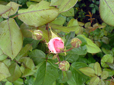 Yeni aan pembe gl ve  tomurcuunun resmi. <i>(Ailesi: Rosaceae, Tr: Rosa)</i> <br>ekim Tarihi: Mays 2007, Yer: Tekirda, Fotoraf: islamiSanat.net
